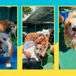 banner_AuAu-Creche-Canina_V2